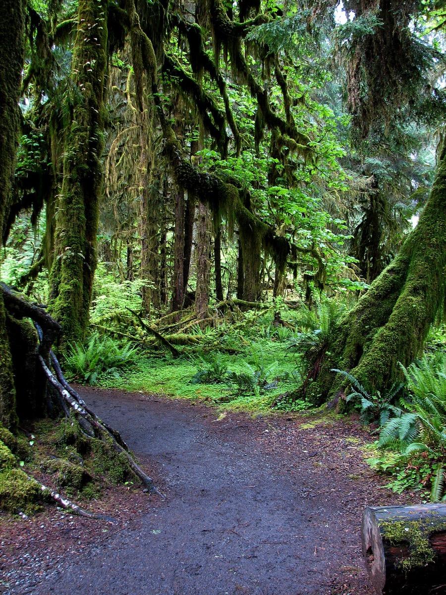 Hall of Mosses Trail, Hoh Rainforest