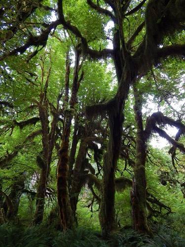 Hall of Mosses